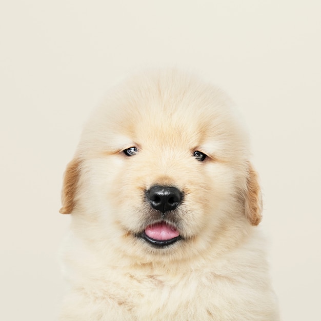 Portrait d&#39;un adorable chiot Golden Retriever