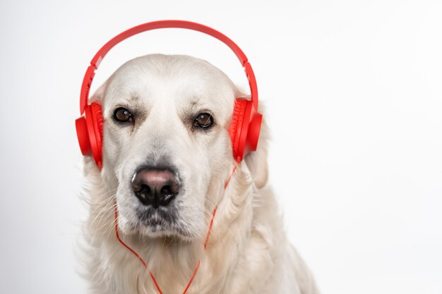 Portrait d'un adorable Golden Retriever blanc avec un casque rouge sur fond gris