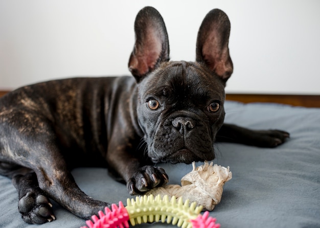 Portrait de l'adorable petit bouledogue français