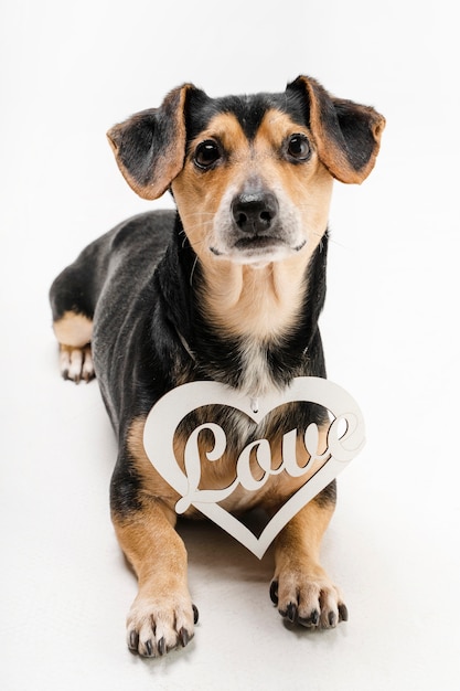 Portrait de l'adorable petit chien avec étiquette d'amour