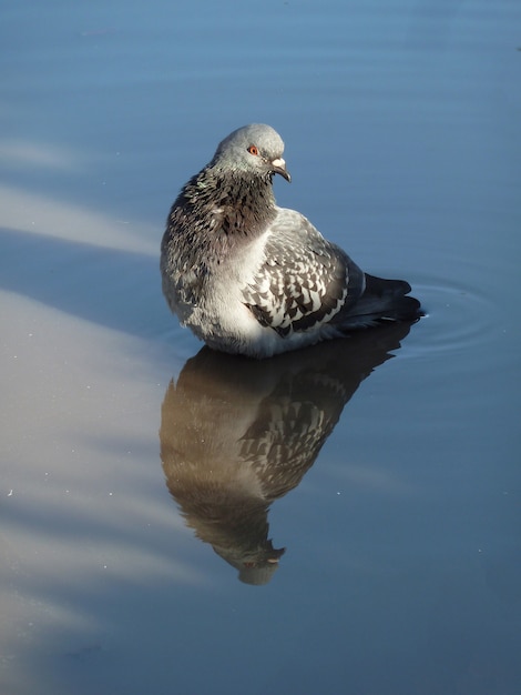 Portrait d'un adorable pigeon et son reflet dans une flaque d'eau