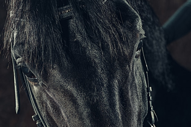 Portrait agrandi d'yeux de cheval