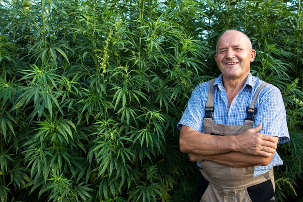 Portrait d'agronome senior debout par champ de chanvre ou de cannabis