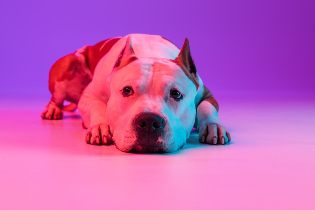 Portrait d'un animal de compagnie actif drôle, chien mignon staffordshire terrier posant isolé sur le mur du studio en néon.