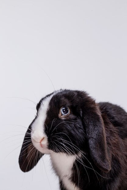 Portrait d'animal de compagnie lapin moelleux