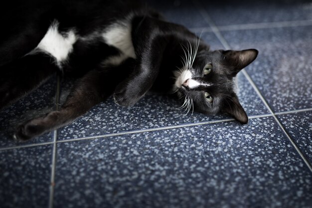 Portrait D Un Beau Chat Siamois De Minou Noir Pendant Le Sommeil Beau Chat A La Maison Photo Premium