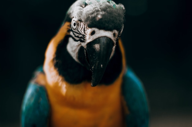 Portrait d'un beau perroquet dans un environnement naturel