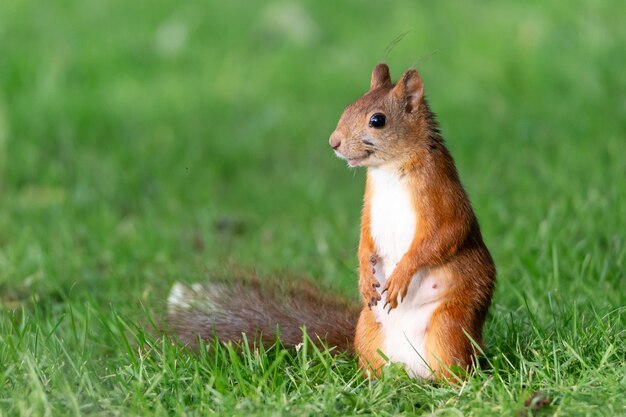 Portrait d'un bel écureuil sur l'herbe