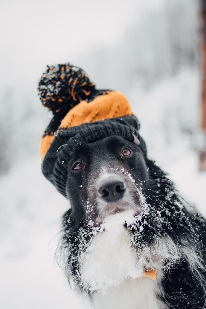 Portrait d'un border collie noir avec un adorable bonnet dans une forêt couverte de neige