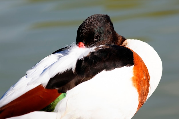 Photo gratuite portrait de canard endormi avec de l'eau derrière