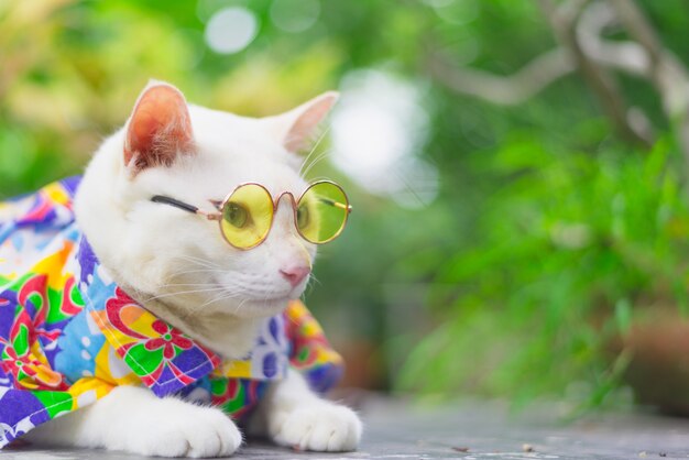 Portrait De Chat Blanc Hipster Lunettes De Soleil Et Chemise Concept De Mode Animal Photo Premium