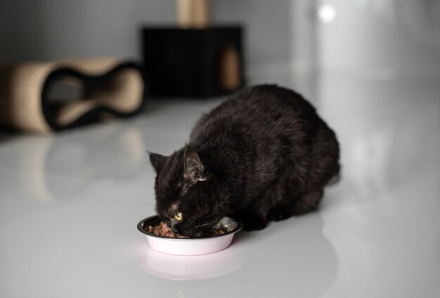 Chat Chat Noir Maladivement Moche Photo Premium