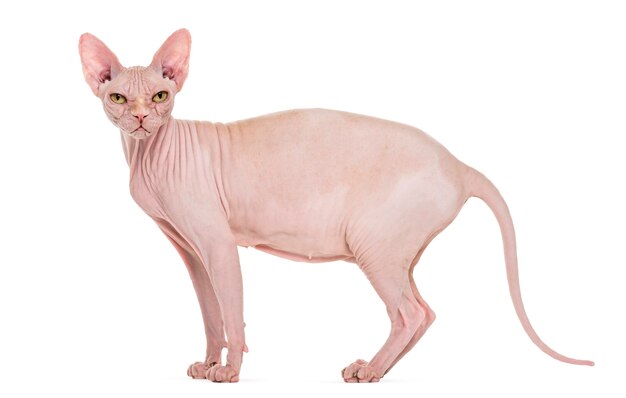 Images Chat Sans Poils Sphynx Vecteurs Photos Et Psd Gratuits Images Chat Sans Poils Sphynx Vecteurs Photos Et Psd Gratuits