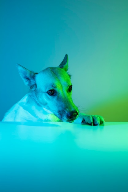 Photo gratuite portrait de chien de berger allemand en éclairage dégradé