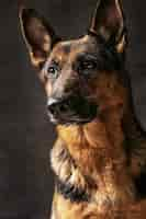 Photo gratuite portrait d'un chien de berger allemand sur fond noir