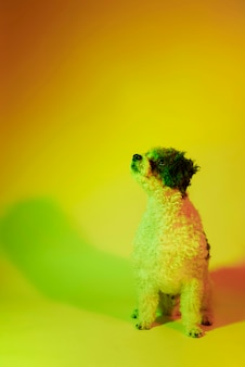 Portrait de chien bichon frisé en éclairage dégradé