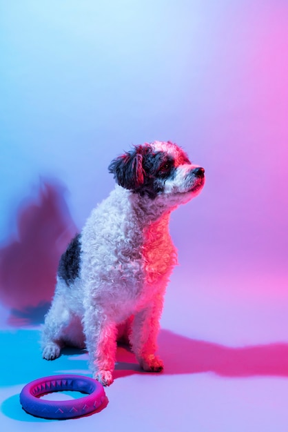 Portrait de chien bichon frisé en éclairage dégradé