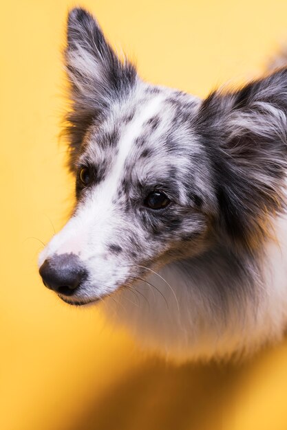 Portrait de chien border collie