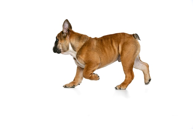 Portrait de chien Bulldog posant en cours d'exécution isolé sur fond blanc studio Concept d'amusement pour animaux de compagnie