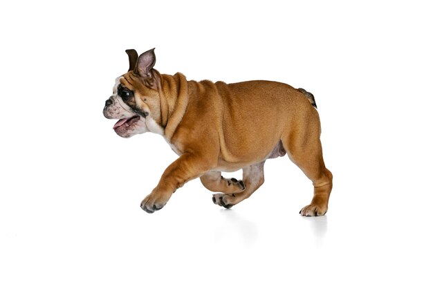 Portrait de chien Bulldog posant joyeusement en cours d'exécution isolé sur fond blanc studio Concept d'amusement pour animaux de compagnie
