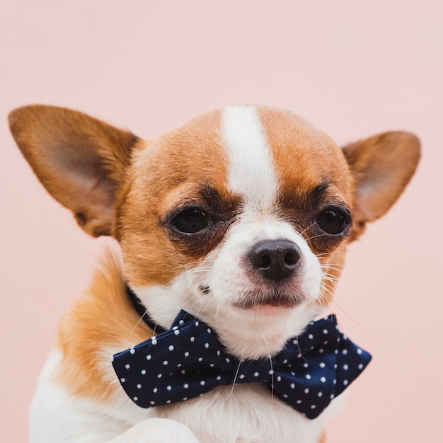 Photo gratuite portrait d'un chien chihuahua bon garçon