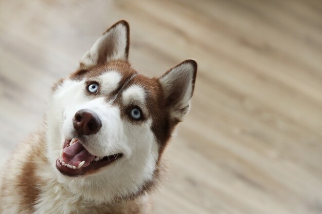 Portrait de chien Husky