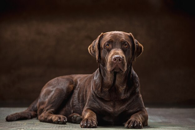 portrait d'un chien labrador noir pris sur un fond sombre.