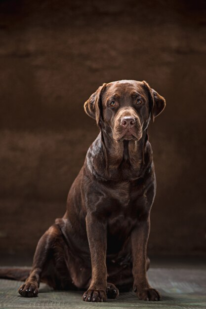 portrait d'un chien labrador noir pris sur un fond sombre.