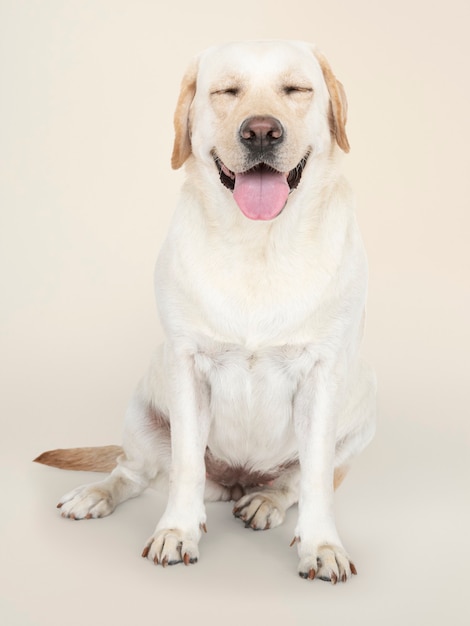 Portrait d'un chien Labrador Retriever