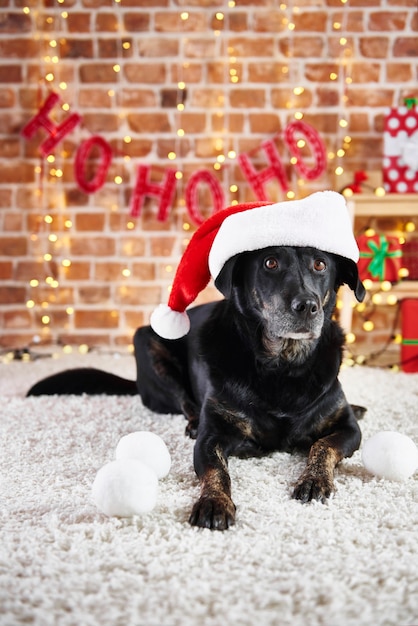 Portrait de chien portant un bonnet de Noel