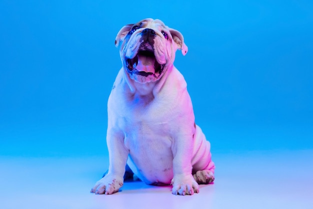 Portrait de chien de race bulldog anglais posant isolé sur fond de studio dans une lumière bleue néon Concept d'action de mouvement animaux aiment la vie animale