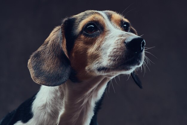 Portrait d'un chien de race mignon sur fond sombre en studio.