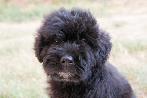 Portrait De Chiot Bouvier Des Flandres Photo Premium