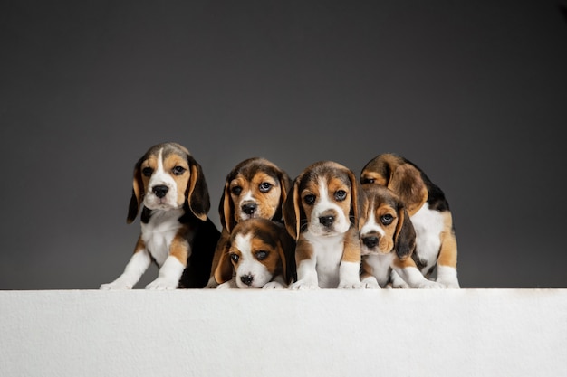 Portrait de chiots beagle sur gris