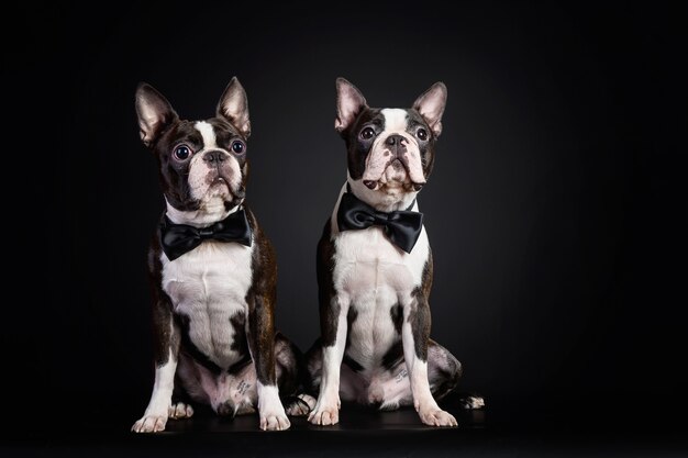 Portrait des chiots bouledogue français noir et blanc portant des nœuds papillon sur fond noir