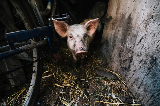 Portrait D'un Cochon Dans La Porcherie