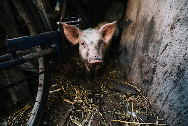 Portrait d'un cochon dans la porcherie