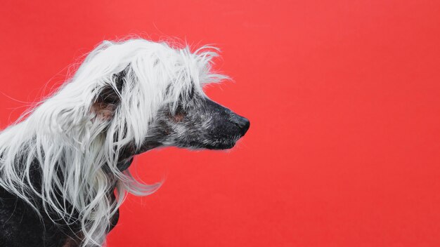 Portrait sur le côté d'un chiot à crête chinoise