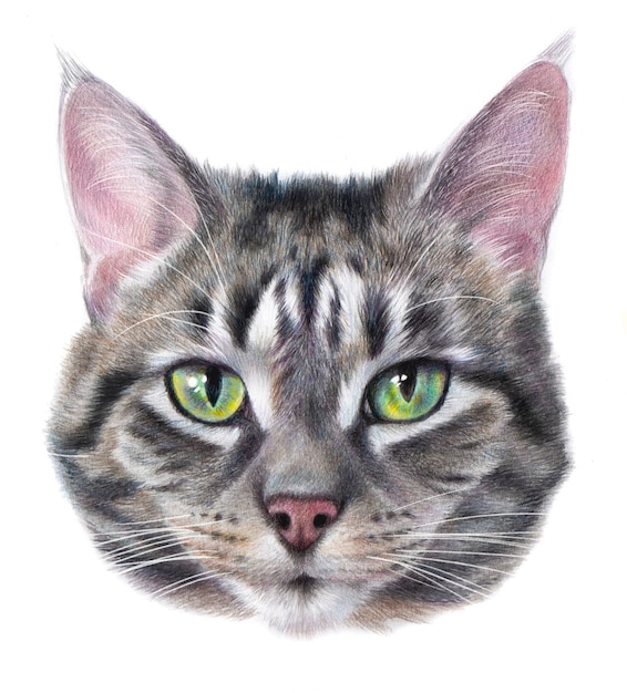 Images Cat Artwork Vecteurs Photos Et Psd Gratuits