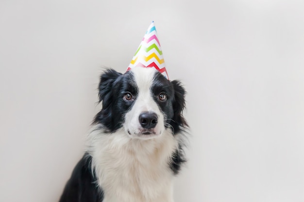 Portrait Drole De Mignon Chiot Chien Border Collie Souriant Portant Un Chapeau Idiot D Anniversaire En Regardant La Camera Isolee Sur Le Mur Blanc Concept De Fete De Joyeux Anniversaire Vie D Animaux Droles Portrait Drole De Mignon Chiot Chien Border Collie Souriant Portant Un Chapeau Idiot D Anniversaire En Regardant La Camera Isolee Sur Le Mur Blanc Concept De Fete De Joyeux Anniversaire Vie D Animaux Droles