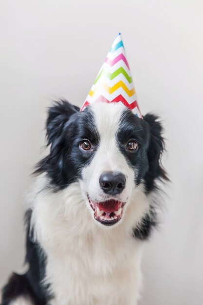 Photo Premium Portrait Drole De Mignon Chiot Chien Border Collie Souriant Portant Un Chapeau Idiot D Anniversaire En Regardant La Camera Isolee Sur Le Mur Blanc Concept De Fete De Joyeux Anniversaire