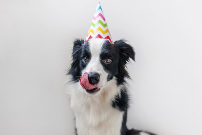 Portrait Drole De Mignon Chiot Chien Border Collie Souriant Portant Un Chapeau Idiot D Anniversaire En Regardant La Camera Isolee Sur Le Mur Blanc Concept De Fete De Joyeux Anniversaire Vie D Animaux Droles Portrait Drole De Mignon Chiot Chien Border Collie Souriant Portant Un Chapeau Idiot D Anniversaire En Regardant La Camera Isolee Sur Le Mur Blanc Concept De Fete De Joyeux Anniversaire Vie D Animaux Droles