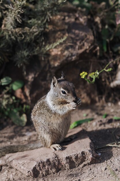 Portrait d'écureuil mignon