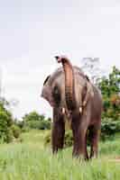 Photo gratuite portrait d'éléphant asiatique thaïlandais beuatiful se dresse sur l'éléphant champ vert avec des défenses coupées taillées