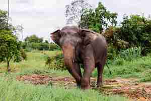 Photo gratuite portrait d'éléphant asiatique thaïlandais beuatiful se dresse sur l'éléphant champ vert avec des défenses coupées taillées