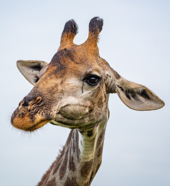 Portrait d'une girafe sous la lumière du soleil pendant la journée avec un espace flou