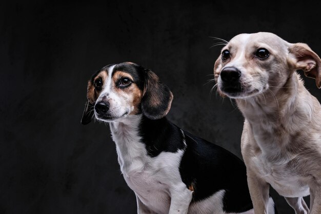 Portrait en gros plan de deux mignons petits chiens isolés sur un fond sombre.