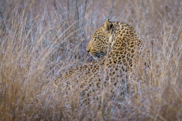 Portrait en gros plan d'un grand léopard adulte allongé dans un feuillage d'herbe sèche élevé