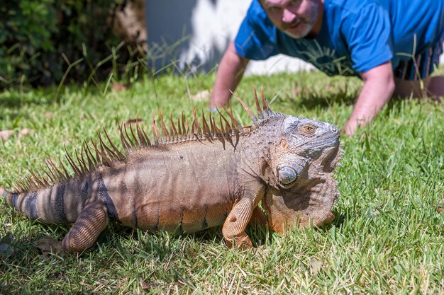 Le portrait en gros plan d'un iguane tropical