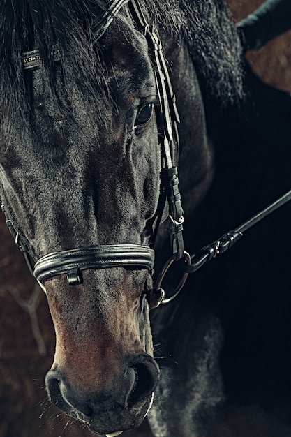 Portrait de gros plan tête de cheval